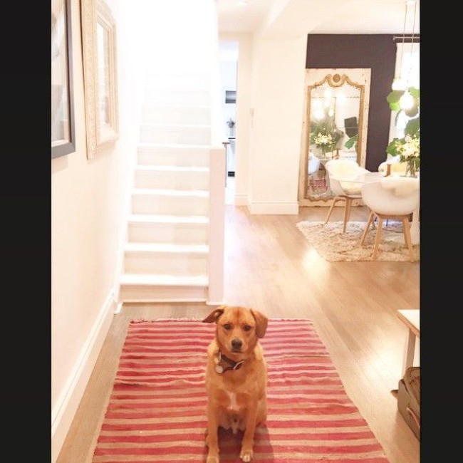 Meghan Markle kerap mengunggah foto-foto suasana di dalam rumahnya di Instagram. Ini Bogart, anjing kesayang Meghan, sedang berpose di depan tangga. Tampak warna putih mendominasi interiornya. Foto: Instagram/Meghan Markle