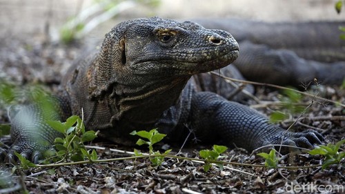 Illustrasi komodo di Taman Nasional Pulau Komodo, NTT
