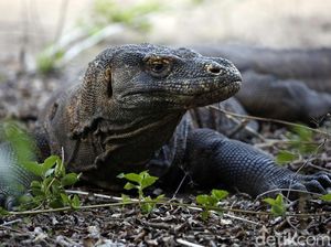 Mengenal Suku Ata Modo yang Hidup Berdampingan dengan Biawak Komodo