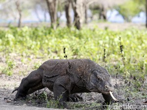 KLHK Ajak Gubernur NTT dan Kemenpar Mediasi Terkait TN Komodo