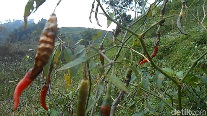 Harga Cabai Naik Gara-gara Masalah Klasik