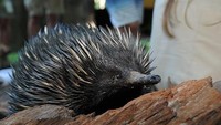 Sama dengan platipus, ekidna juga termasuk mamalia bertelur (Foto: Dok. Website Australia Zoo)