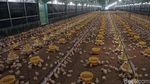 Mengintip Kandang Ayam Boiler Berteknologi Canggih