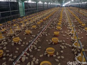 Kala Harga Ayam di Kandang Timpang dengan yang Dibeli Masyarakat
