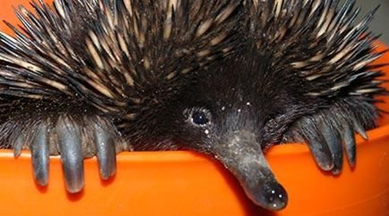 Echidna / Ekidna / babi duri Echidna / Ekidna / babi duri