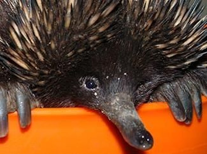 Echidna / Ekidna / babi duri