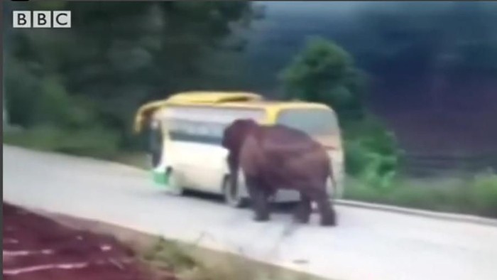 Aksi Serangan Gajah di Jalanan, Seruduk Bus hingga Truk