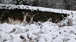 Brrr.. Begini Penampakan Taman Tertutup Salju di Inggris