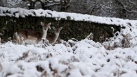 Dua ekor kancil coba merumput di Bradgate Park, Leicester. 11 Desember 2017 (Foto: Dok. REUTERS/Darren Staples)