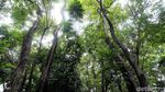 Nasib Hutan Kota Kampung Dukuh yang Tidak Terawat