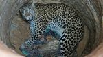 Foto: Kasihan, Macan Tutul Ini Terjebak di Sumur Kering