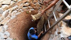 Foto: Kasihan, Macan Tutul Ini Terjebak di Sumur Kering
