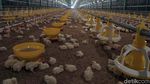 Mengintip Kandang Ayam Boiler Berteknologi Canggih