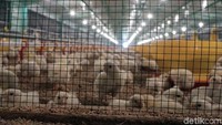 Kandang broiler closed house adalah kandang tertutup yang menjamin keamanan secara biologis atau kontak dengan organisme lain. Dengan pengaturan ventilasi udara yang baik maka dapat mengurangi stres pada ternak.  