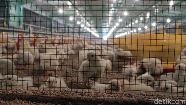 Harga Ayam Sudah Naik Jadi Rp 21.000/Kg di Tingkat Peternak