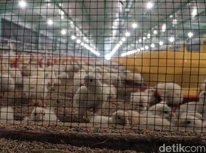 Harga Pakan Ternak Naik Gara-gara Rupiah Tembus Rp 14.000