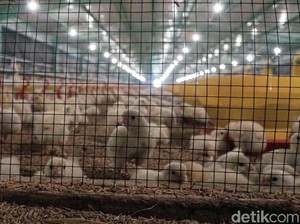 Cegah Kecanduan Gadget, Pemkot Siapkan 2.000 Anak Ayam untuk Siswa