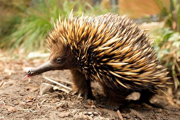 Echidna / Ekidna / babi duri
