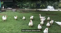 (Presiden Joko Widodo/Youtube)