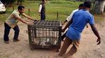 Foto: Kasihan, Macan Tutul Ini Terjebak di Sumur Kering