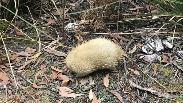 Langka! Ekidna Albino Tertangkap Kamera di Tasmania Langka! Ekidna Albino Tertangkap Kamera di Tasmania