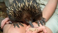Ekidna merupakan hewan asli Papua dan Australia (Foto: Dok. Website Australia Zoo)
