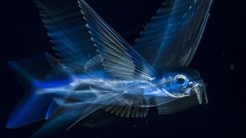 Pemenang ketiga di kategori underwater adalah Michael Oneill dengan judul foto Flying Fish in Motion yang diambil di Pulau Beach, Florida, Amerika Serikat. (Foto: Michael Oneill/National Geographic