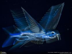 Deretan Foto Keren Jawara NatGeo Nature 2017