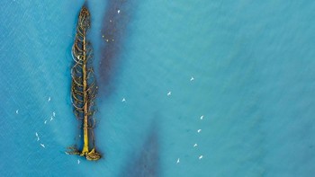 Pemenang Honorable Mention kategori Aerial, dimenangkan oleh fotografer Agathe Bernard. Ia mengabadikan potret burung cemara yang tengah berimigrasi dari sungai Glasial, Kolombia, Kanada. (Foto: Agathe Bernard/National Geographic)