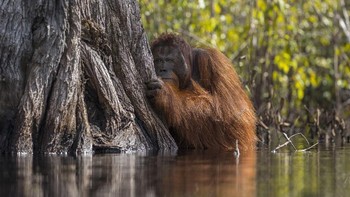Potret orangutan di taman nasional Tanjung Puting, Indonesia dengan judul Face to face in a river in Borneo di kategori Wildlife karya fotografer Jayaprakash Joghee Bojan asal Singapura berhasil menyabet sebagai juara umum National Geographic Nature 2017. Ia pun berhak membawa hadiah uang tunai USD 7.500 dan hasil karyanya pun akan dipajang di majalah serta akun Instagram resmi NatGeo. (Foto: Jayaprakash Joghee Bojan/National Geographic)
