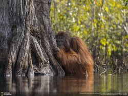 Deretan Foto Keren Jawara NatGeo Nature 2017