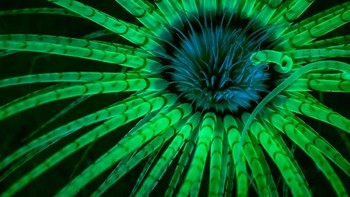Pemenang pertama di kategori Underwater adalah fotografer Jim Obester. Ia mengabadikan potret satwa laut menggunakan lampu strobo yang telah disaring. Foto diambil di Hood Canal, Amerika Serikat. (Foto: Jim Obester/National Geographic)
