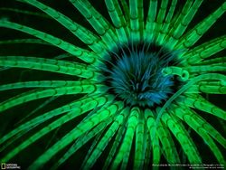Deretan Foto Keren Jawara NatGeo Nature 2017