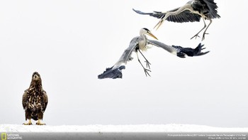 Jepretan karya fotografer Bence Mate meraih juara kedua di kategori Wildlife. Menampilkan dua burung Heron sedang berkelahi disampingnya burung elang yang terdiam. Foto ini diambil di Hongaria. (Foto: Bence Mate/National Geographic)