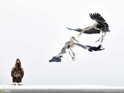 Deretan Foto Keren Jawara NatGeo Nature 2017