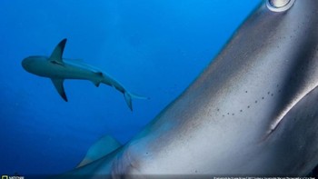 Pemenang kedua di kategori underwater adalah fotografer Shane Gross yang berjudul In Your Face menampilkan hiu karang. (Foto: Shane Gross/National Geographic)
