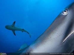 Deretan Foto Keren Jawara NatGeo Nature 2017