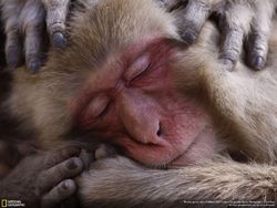 Deretan Foto Keren Jawara NatGeo Nature 2017