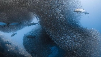 Pemenang Honorable Mention dimenangkan oleh fotografer Jennifer Oneil yang mengabadikan ribuan ikan-ikan kecil di Laut Karibian.  (Foto: Jennifer Oneil/National)Geographic