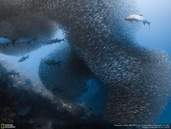 Deretan Foto Keren Jawara NatGeo Nature 2017
