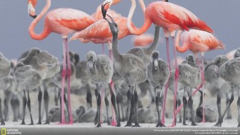 Selain juara umum, ada juga juara pertama hingga ketiga dalam masing-masing katogori. Tiap-tiap juara pertama akan mendapatkan hadiah uang tunai USD 2.500. Ini merupakan foto juara kedua di kategori wildlife. Potret burung flamingo dewasa sedang memberikan makanan ke anaknya. Foto berjudul Mothers Love ini merupakan karya fotografer Alejandro Prieto. Foto diambil di Yutakan, Meksiko. (Foto: Alejandro Prieto/National Geographic)