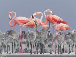 Deretan Foto Keren Jawara NatGeo Nature 2017