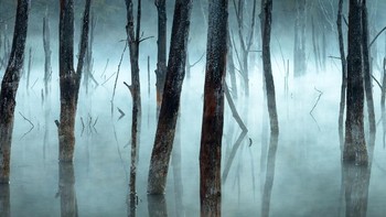Pemenang Honorable Mention di kategori Landscape didapati oleh fotografer Gheorghe Popa yang mengabadikan potret pohon-pohon mati diselimuti kabut. Foto yang diambil di Danau Cuejdel, Romania. (Foto: Gheorghe Popa /National Geographic)