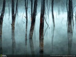Deretan Foto Keren Jawara NatGeo Nature 2017