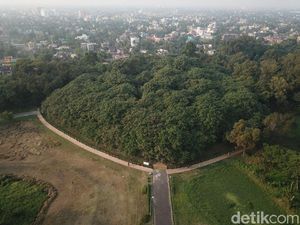 Foto: Bukan Sulap Bukan Sihir, Satu Pohon Menjadi Hutan