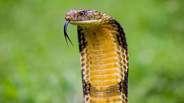 King Cobra (Ophiophagus hannah) The world's longest venomous snake