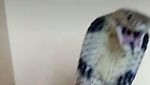 Kisah Tragis Tewas Dipatuk King Cobra: Irma Bule, Aril sampai Pawang