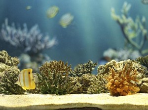 Colorful Fishtank