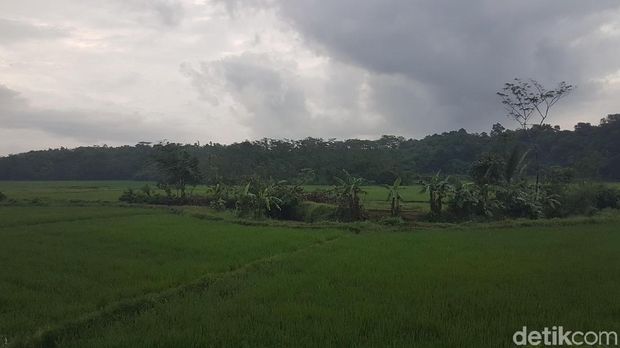 Hamparan sawah yang mengapit sungai Cibongor