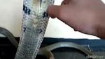 Ini King Kobra yang Patok ABG Syahril Hingga Tewas